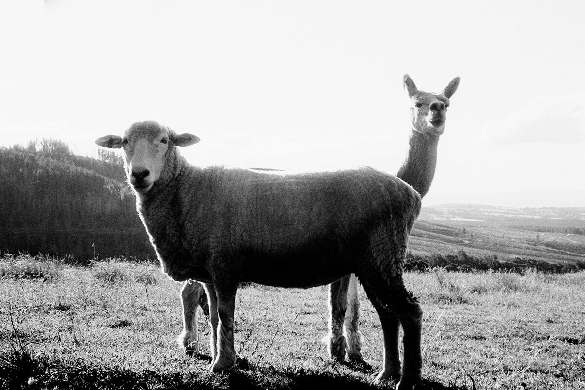 Companions — Ruskin Brown